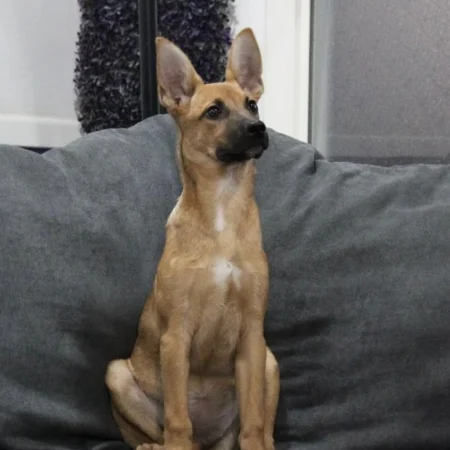 The Curious dog is sitting on a soft sofa, available for adoption at dog shelters in San Diego.